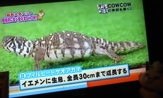 ���s�p!?