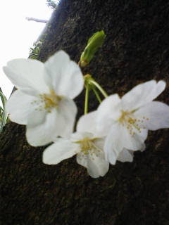 �T�[�N�D�[���@�[�􃉃@�[��