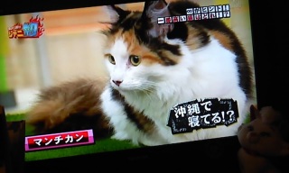 �L����(*�L�t�M*)