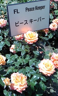 �s�[�X�L�[�p�[