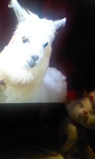 �e���V��������