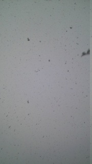 �z���C�g�o�����^�C��