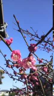 �t�炵��