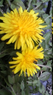 ���傤���B