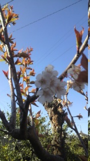 �������ڂ̖�