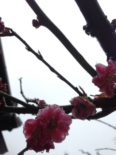 �S�̐���K+�B(*���ށM)�B+�K♡