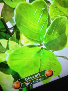 CDTV��CloveR