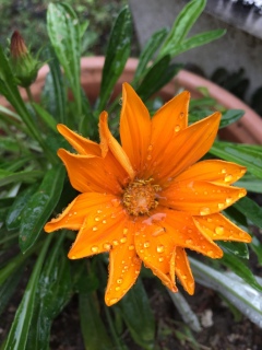 ���_�Q(�L�́M��)