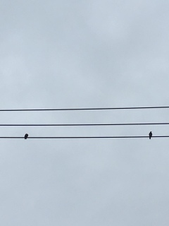 �B�E�́E)�c��