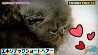 �ɂႠ��(=^��֥^=)💕