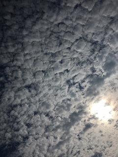 (���L�́M)�m��