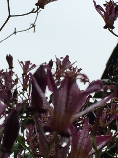 ✨(*�M�́L*)�m♡