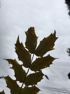 (( �L�D�M)�j�J