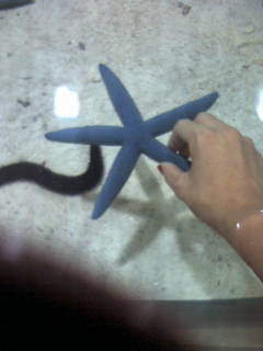 �C�m�[�̐����������i�^�b�`�v�[���j