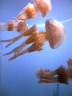 �A�b!!UFO���ł釔�i�K���K�j��