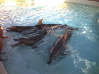 �C���J���O�[����