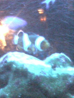 ����ł���